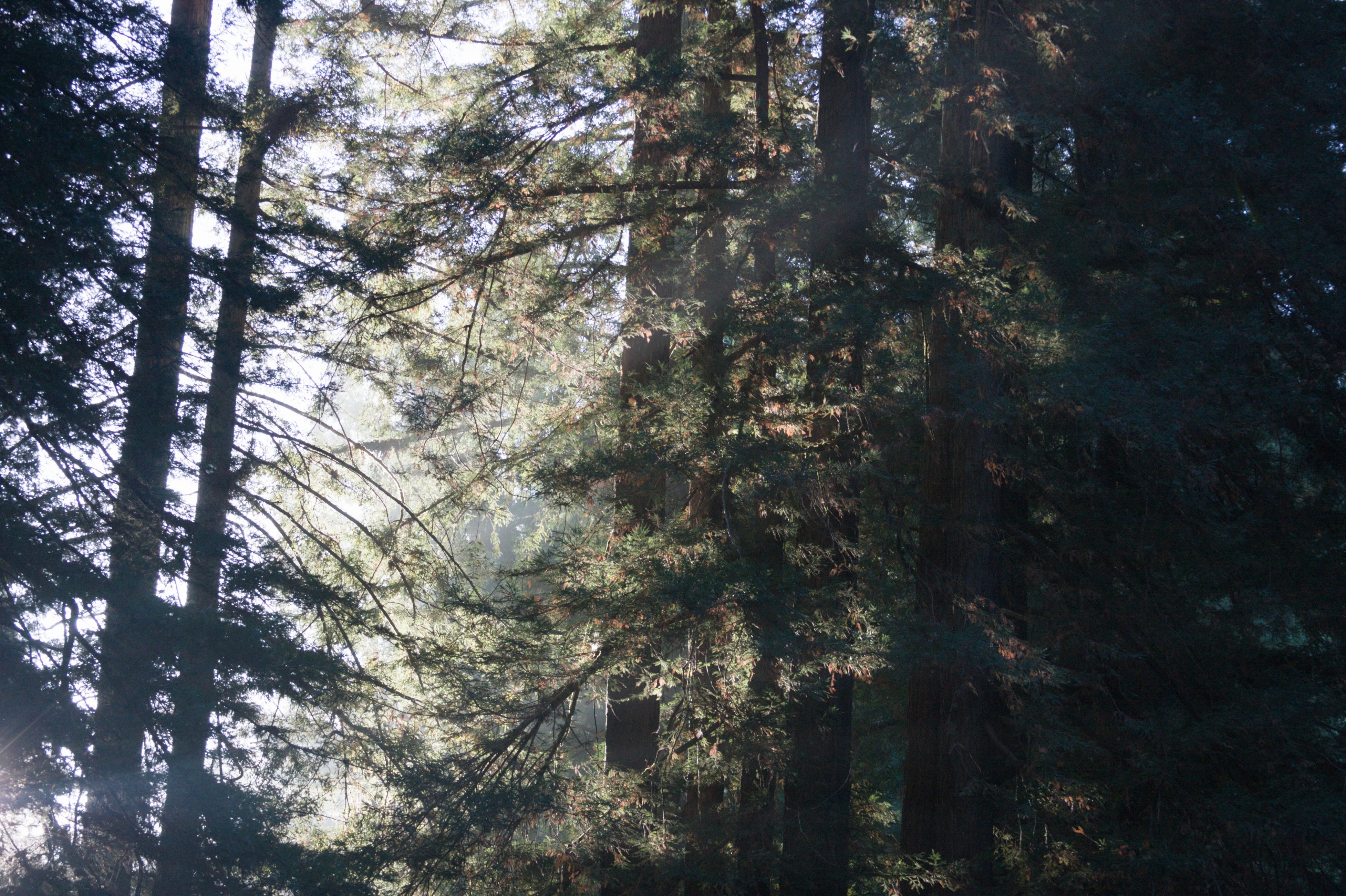 Shafts of sunlight cutting through a dense redwood canopy