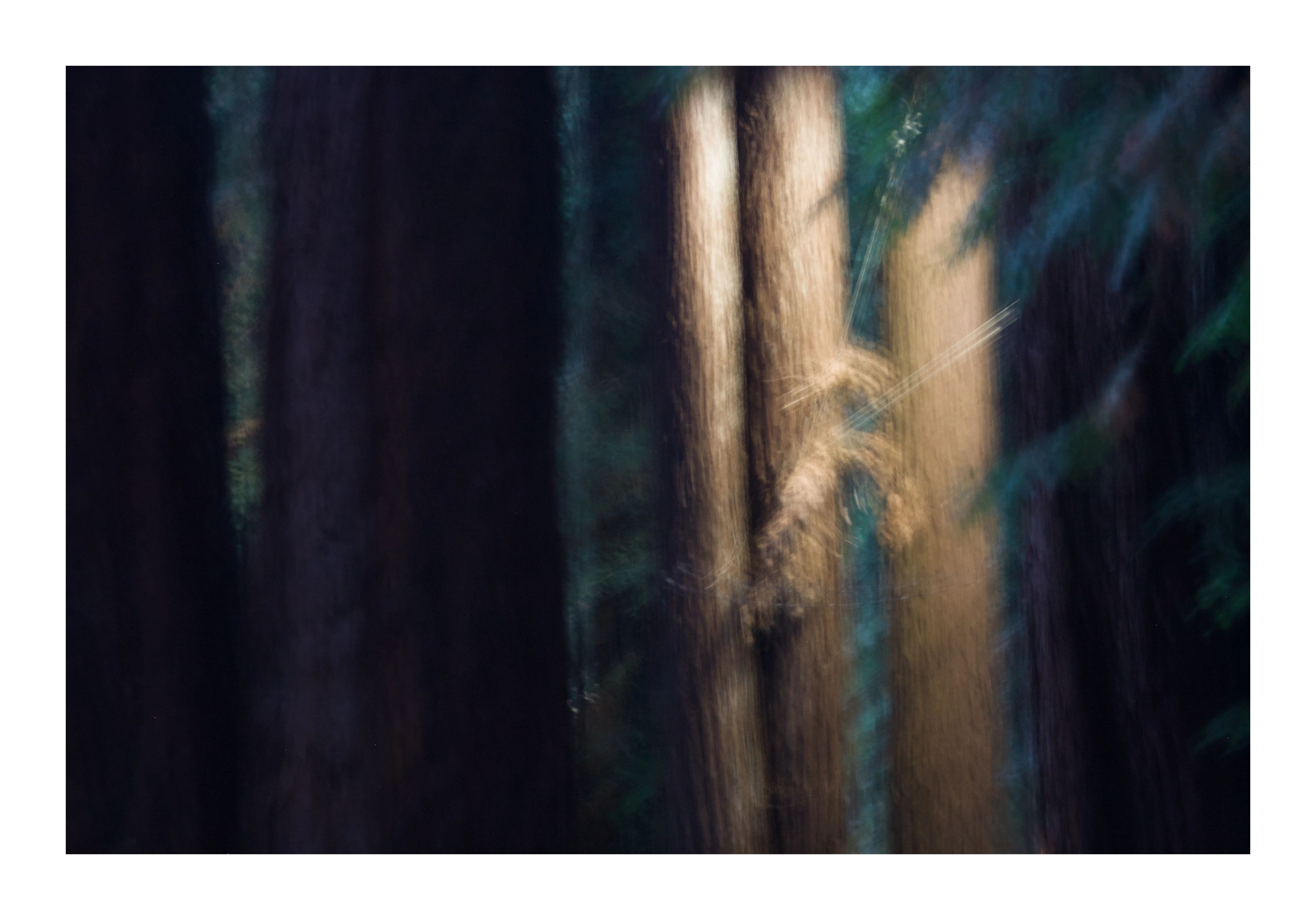 An abstract motion-blurred view of light between tree trunks