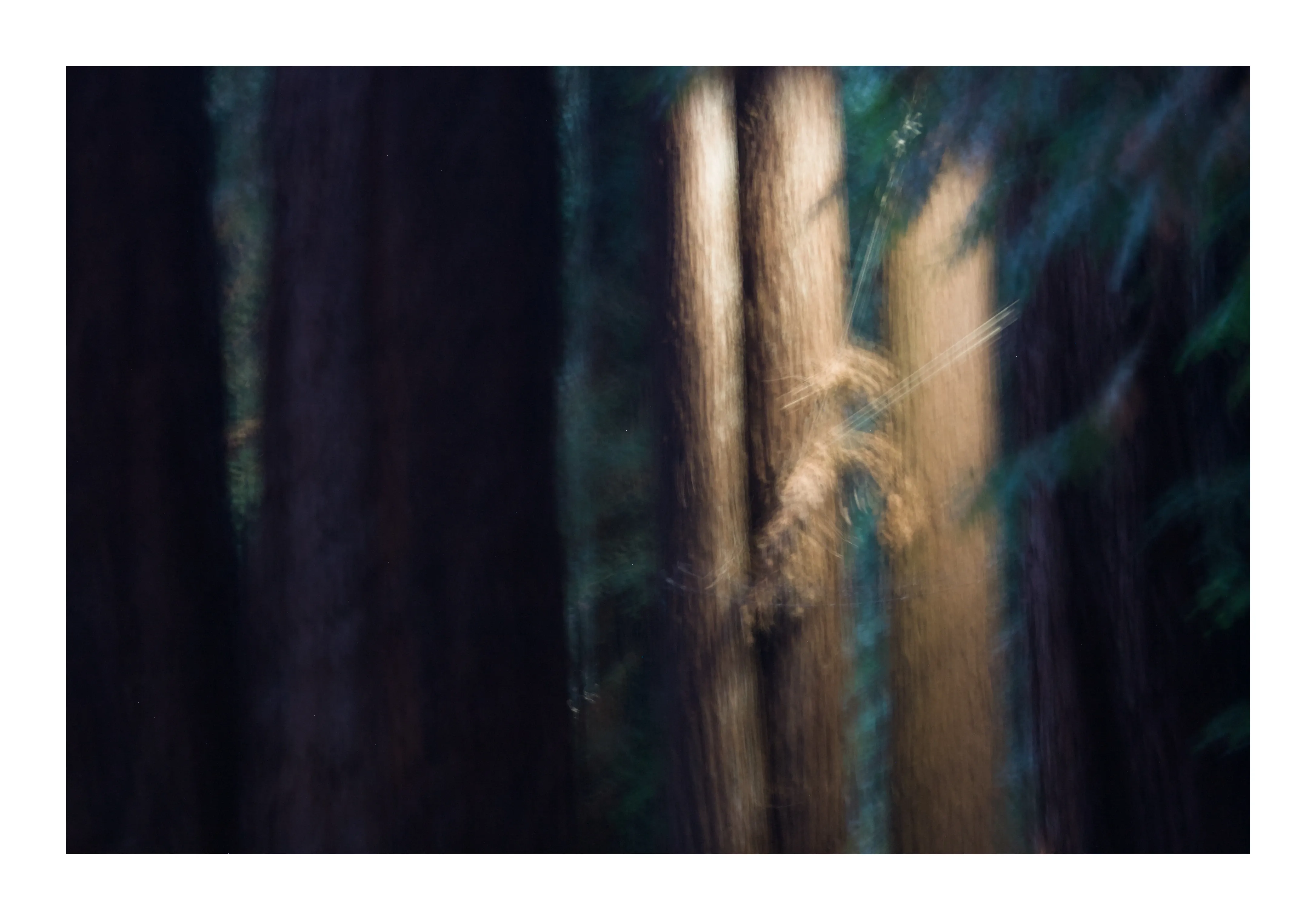 An abstract motion-blurred view of light between tree trunks